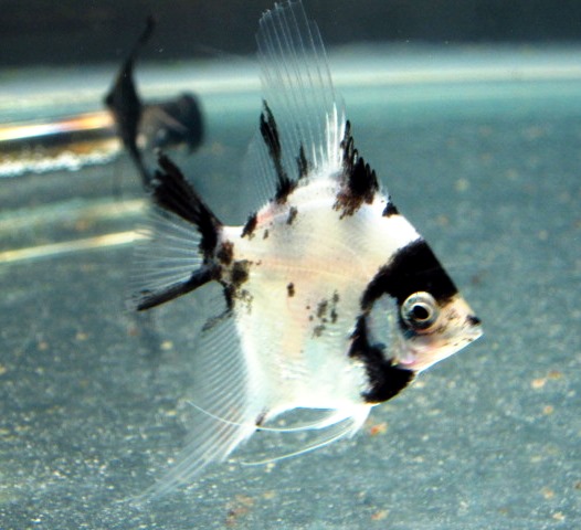 Angelfish - Panda - Medium Angelfish - Panda - Medium
